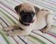 Pug Puppies for sale in Waterboro, ME, USA. price: $600