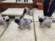 Pug Puppies for sale in San Jose, CA 95110, USA. price: NA