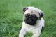 Pug Puppies for sale in Kaw City, OK 74641, USA. price: NA