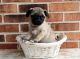 Pug Puppies for sale in Raleigh, NC, USA. price: NA