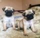 Pug Puppies for sale in Kaw City, OK 74641, USA. price: NA