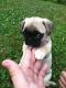 Pug Puppies for sale in N Hill Pl, Los Angeles, CA 90012, USA. price: NA