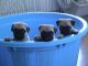 Pug Puppies for sale in Woodville, TX 75979, USA. price: NA