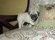 Pug Puppies for sale in Eudora, AR 71640, USA. price: NA
