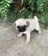 Pug Puppies for sale in Black River Falls, WI 54615, USA. price: $400