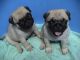 Pug Puppies for sale in N Hill Pl, Los Angeles, CA 90012, USA. price: NA