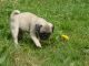 Pug Puppies for sale in Hawthorne, NV 89415, USA. price: NA