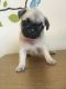 Pug Puppies for sale in Denison, TX 75021, USA. price: NA