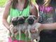 Pug Puppies for sale in Manassas Park City Schools, Manassas Park, VA 20111, USA. price: NA