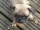 Pug Puppies for sale in Kaw City, OK 74641, USA. price: $300