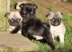 Pug Puppies for sale in Virginia, MN, USA. price: NA