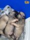 Pug Puppies for sale in Nebraska City, NE 68410, USA. price: NA