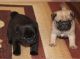 Pug Puppies for sale in Detroit, MI, USA. price: $300