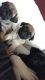 Pug Puppies for sale in Toronto, ON, Canada. price: $500