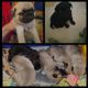 Pug Puppies for sale in La Grange, TX 78945, USA. price: $550