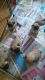 Pug Puppies for sale in Wisconsin Dells, WI, USA. price: NA