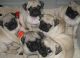 Pug Puppies for sale in San Jose, CA 95110, USA. price: $1,000