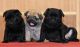 Pug Puppies for sale in Guernsey, WY, USA. price: $500