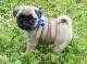 Pug Puppies for sale in Garden City, TX 79739, USA. price: NA