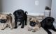 Pug Puppies for sale in Metairie, LA, USA. price: NA