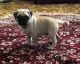 Pug Puppies for sale in Salt Lake City, UT, USA. price: NA