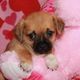 Pug Puppies for sale in US Hwy 19 N, Pinellas Park, FL, USA. price: $500