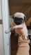 Pug Puppies for sale in Rowlett, TX, USA. price: NA