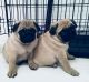 Pug Puppies for sale in Pennsylvania, Runnemede, NJ 08078, USA. price: NA