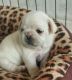 Pug Puppies for sale in Pennsylvania, Runnemede, NJ 08078, USA. price: NA