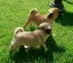 Pug Puppies for sale in San Diego, CA 92027, USA. price: NA