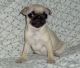 Pug Puppies for sale in Pennsylvania Plaza, New York, NY, USA. price: NA