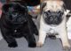 Pug Puppies for sale in Wylie, TX, USA. price: NA