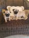 Pug Puppies for sale in 68101 US-2, Moyie Springs, ID 83845, USA. price: NA