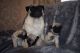 Pug Puppies for sale in Romania Dr, Louisville, KY 40216, USA. price: $500
