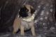 Pug Puppies for sale in Romania Dr, Louisville, KY 40216, USA. price: NA