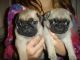 Pug Puppies for sale in 23450 US-19, Cedar Bluff, VA 24609, USA. price: $500