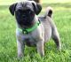 Pug Puppies for sale in Alabaster, AL, USA. price: NA