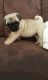 Pug Puppies for sale in Macomb, MI 48042, USA. price: NA