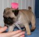 Pug Puppies for sale in Seattle, WA, USA. price: NA