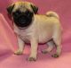 Pug Puppies for sale in Downtown, FL, USA. price: NA