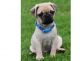 Pug Puppies for sale in Newtown, PA 18940, USA. price: $400
