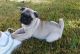 Pug Puppies for sale in KY-44, Shepherdsville, KY 40165, USA. price: NA