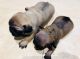 Pug Puppies for sale in Fort Lauderdale, FL 33311, USA. price: NA