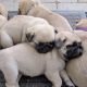 Pug Puppies for sale in USA Pkwy, Silver Springs, NV 89429, USA. price: $400