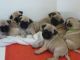 Pug Puppies for sale in Virginia Beach, VA, USA. price: $260