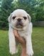Pug Puppies for sale in Manassas, VA, USA. price: $1,000