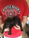 Pug Puppies for sale in Hudson, IN, USA. price: NA