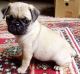 Pug Puppies for sale in Maryland Heights, MO, USA. price: NA