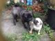 Pug Puppies for sale in Plainfield, NJ 07063, USA. price: NA