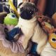 Pug Puppies for sale in Lafayette St, New Orleans, LA, USA. price: NA